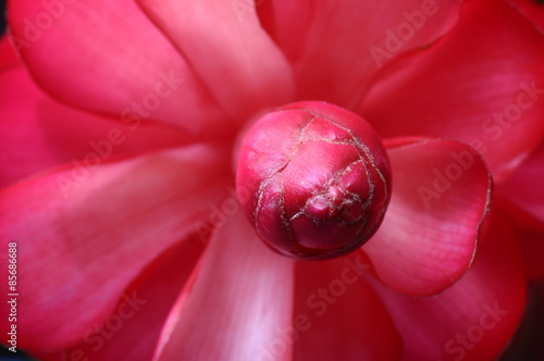 Plakat Alpinia flower petals