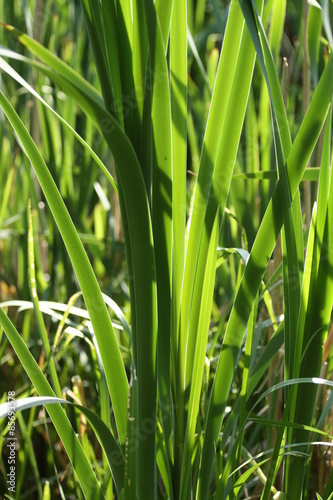 Plakat natura szczyt trawa krajobraz