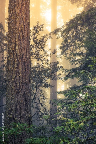 Fototapeta ameryka roślina drzewa natura las