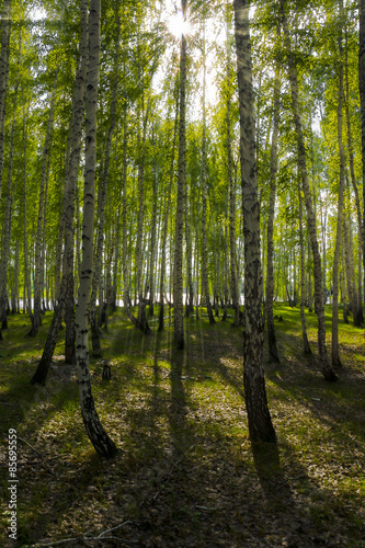 Naklejka brzoza dziki lato roślina park