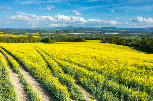 Fotoroleta roślina pejzaż lato natura słońce