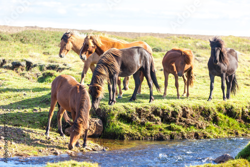 Naklejka pejzaż trawa islandia