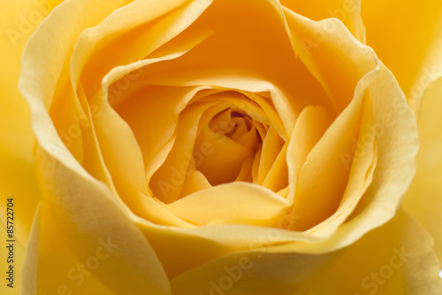 Naklejka kwiat makro piasek żółty