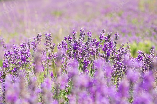 Fotoroleta natura kwiat roślina francja lawenda