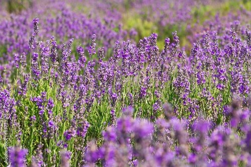 Obraz na płótnie kwiat roślina natura lawenda francja