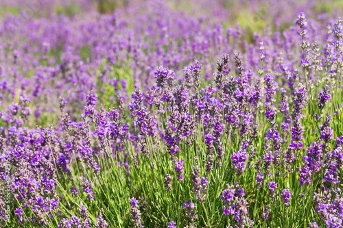 Fotoroleta kwiat natura pole francja