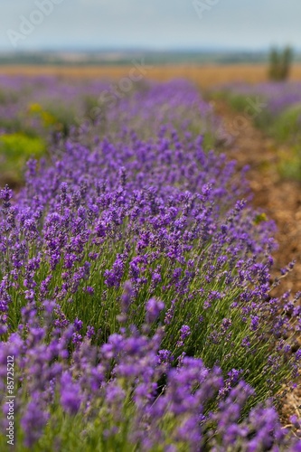 Fotoroleta lawenda natura kwiat francja