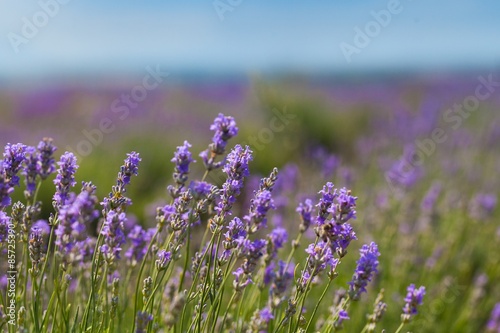 Plakat kwiat natura lawenda lato roślina