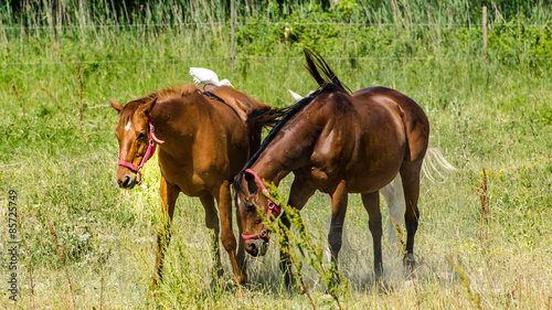 Naklejka koń natura grzywa camargue