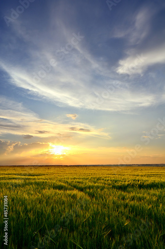 Fotoroleta natura zboże niebo