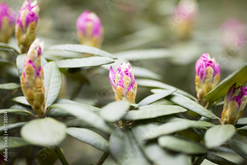 Fotoroleta kwiat natura fioletowy głowa zielony