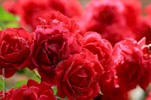 Obraz na płótnie ogród miłość bukiet kwiat rose