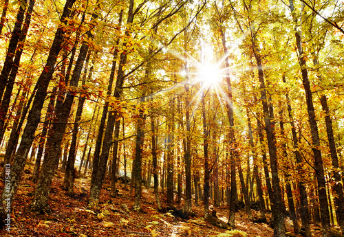 Fototapeta drzewa słońce las jesień sezon