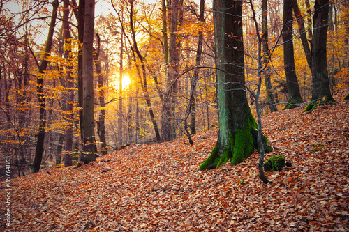 Obraz na płótnie jesień drzewa las buk pień