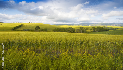 Fototapeta wzgórze włochy natura rolnictwo