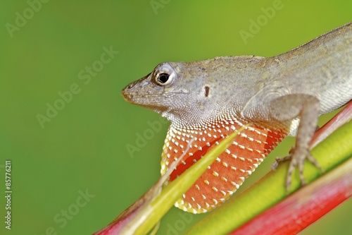 Naklejka fauna gad natura pejzaż