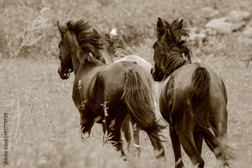 Obraz na płótnie pastwisko koń japonia zwierzę massa