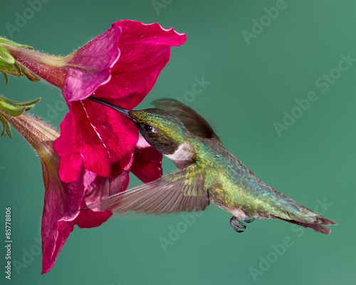 Plakat natura kwiat koliber ptak hummer