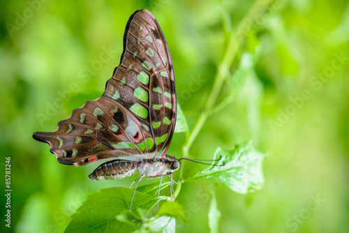 Fotoroleta drzewa motyl natura zielony