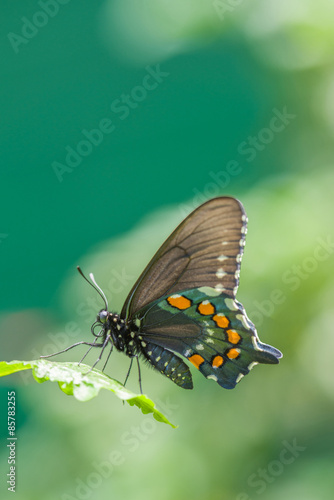 Naklejka motyl natura azja owad