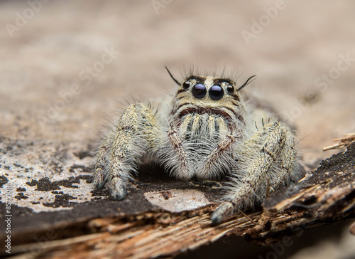 Naklejka wzór fauna azjatycki zwierzę roślina