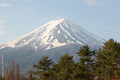 Naklejka śnieg sosna japonia