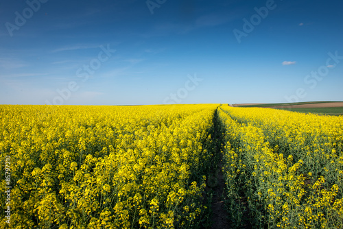 Naklejka Blooming rapeseed field