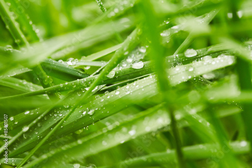 Naklejka Green grass