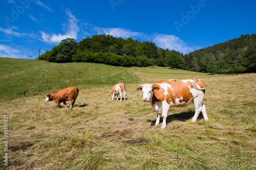 Obraz na płótnie rolnictwo natura mleko