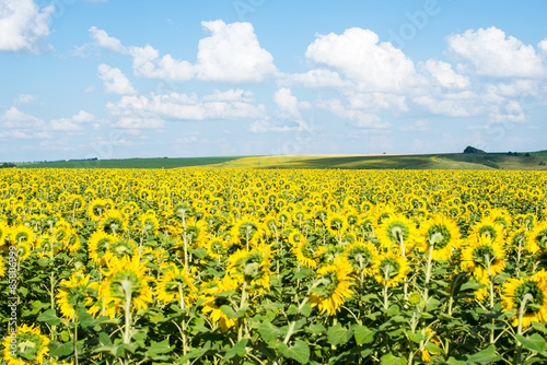 Plakat sunflower field