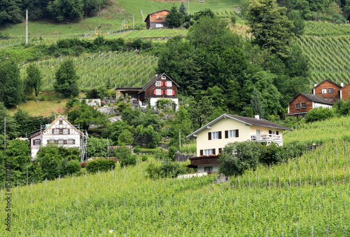 Obraz na płótnie winorośl lato rolnictwo krajobraz szwajcaria