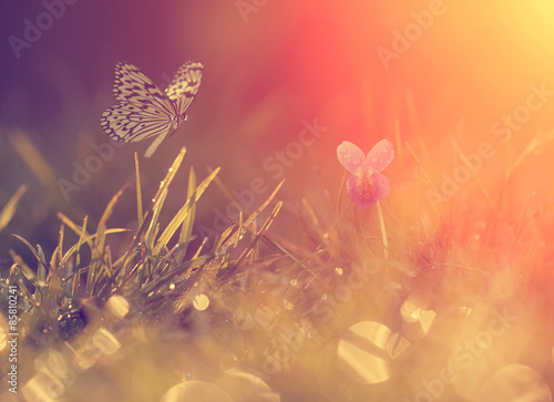 Fotoroleta lato retro motyl kwiat drzewa