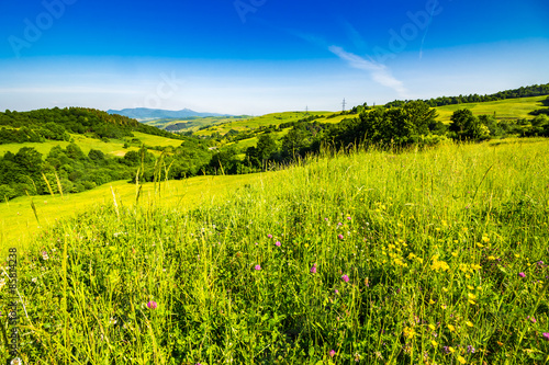 Naklejka kwiat piękny tęcza natura