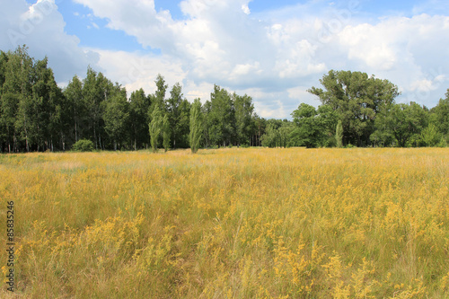 Fotoroleta natura widok brzoza