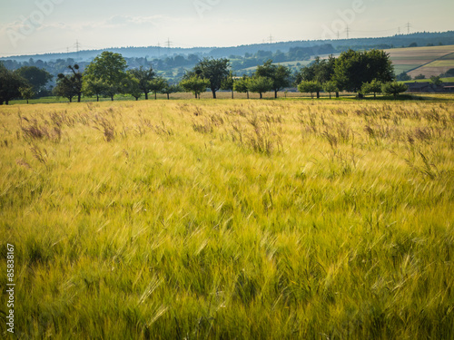 Obraz na płótnie pole krajobraz jęczmień pszenica rolnictwo