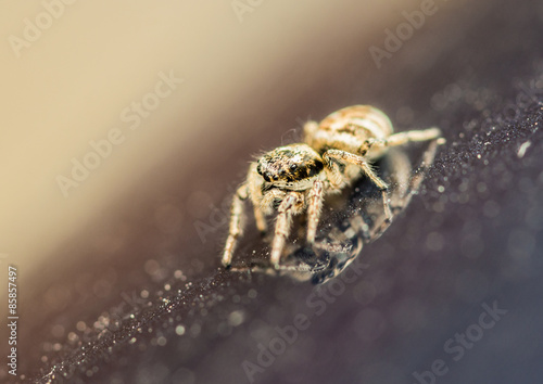 Fototapeta pająk natura fauna zwierzę