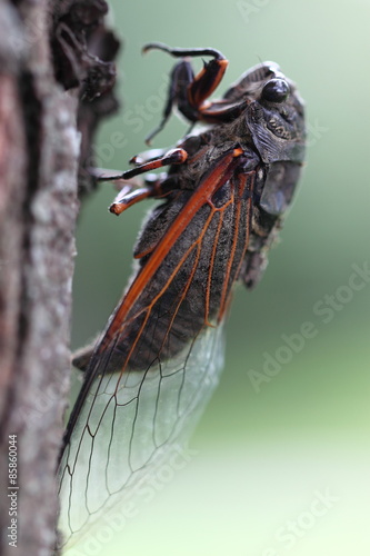 Fotoroleta japonia fauna zwierzę