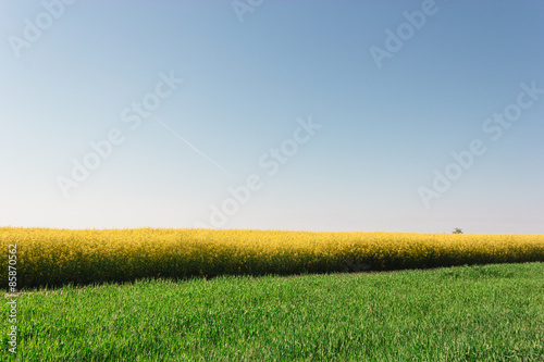 Fototapeta niebo natura łąka pejzaż roślina