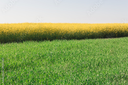 Naklejka rolnictwo pejzaż roślina natura niebo