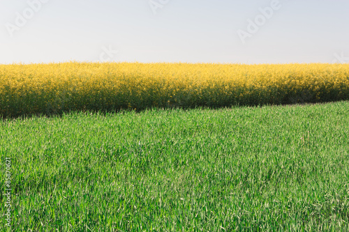 Obraz na płótnie rolnictwo pejzaż roślina natura niebo