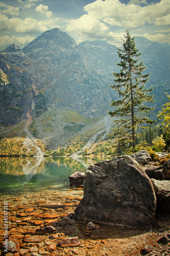 Plakat północ lato dolina piękny las