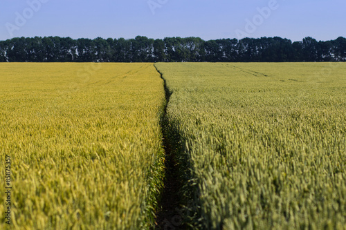 Fotoroleta wheat field on a summer day