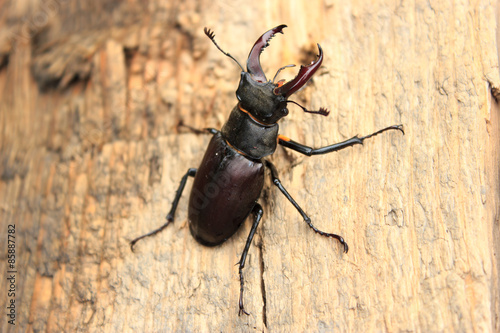 Naklejka dziki natura zwierzę graty dzikość