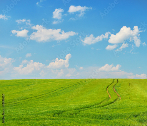 Naklejka Summer field