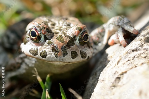 Plakat natura płaz zwierzę wilgotny żaba