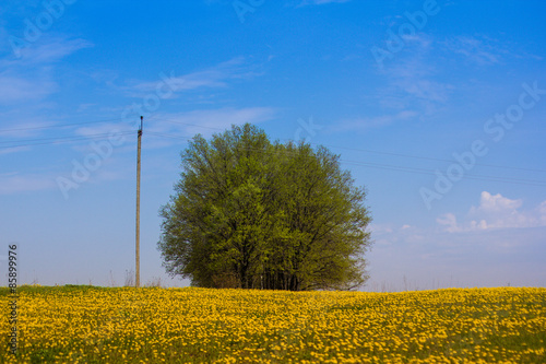 Fotoroleta pole niebo drzewa dąb