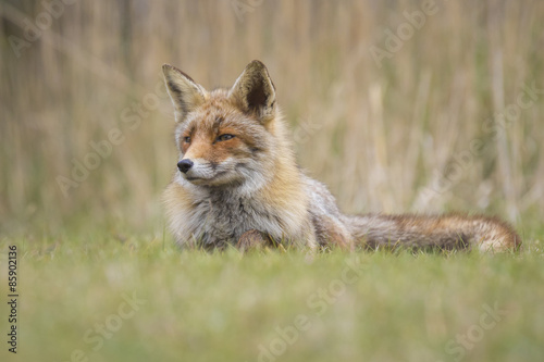 Fotoroleta europa natura ssak