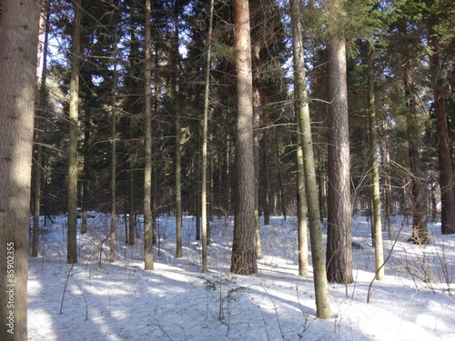 Naklejka las słońce śnieg drzewa