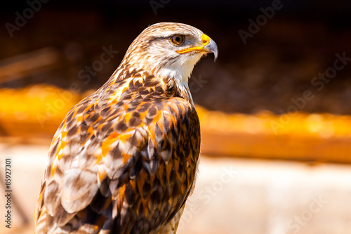 Fotoroleta zwierzę raptor vogel