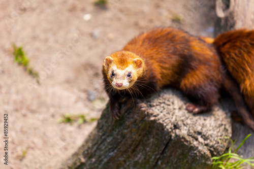 Naklejka fauna natura ssak